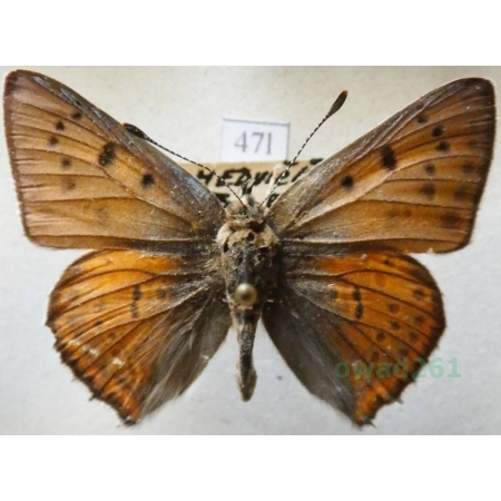 Lycaena alciphron (Rottemburg, 1775) male Czerwończyk zamgleniec Czech47l